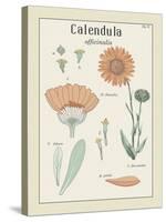 Calendula-Maria Mendez-Stretched Canvas