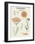 Calendula-Maria Mendez-Framed Art Print