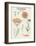 Calendula-Maria Mendez-Framed Art Print