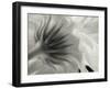 Calendula-Lotte Gronkjar-Framed Photographic Print