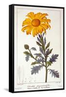 Calenudla Officinalis, or Pot Marigold, 1836-Pancrace Bessa-Framed Stretched Canvas