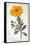 Calenudla Officinalis, or Pot Marigold, 1836-Pancrace Bessa-Framed Stretched Canvas