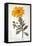 Calenudla Officinalis, or Pot Marigold, 1836-Pancrace Bessa-Framed Stretched Canvas