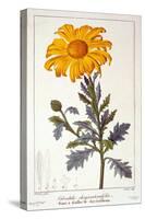 Calenudla Officinalis, or Pot Marigold, 1836-Pancrace Bessa-Stretched Canvas