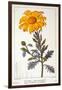 Calenudla Officinalis, or Pot Marigold, 1836-Pancrace Bessa-Framed Giclee Print