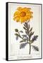 Calenudla Officinalis, or Pot Marigold, 1836-Pancrace Bessa-Framed Stretched Canvas