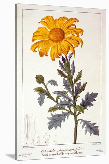 Calenudla Officinalis, or Pot Marigold, 1836-Pancrace Bessa-Stretched Canvas