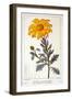 Calenudla Officinalis, or Pot Marigold, 1836-Pancrace Bessa-Framed Giclee Print