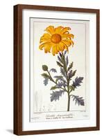 Calenudla Officinalis, or Pot Marigold, 1836-Pancrace Bessa-Framed Giclee Print