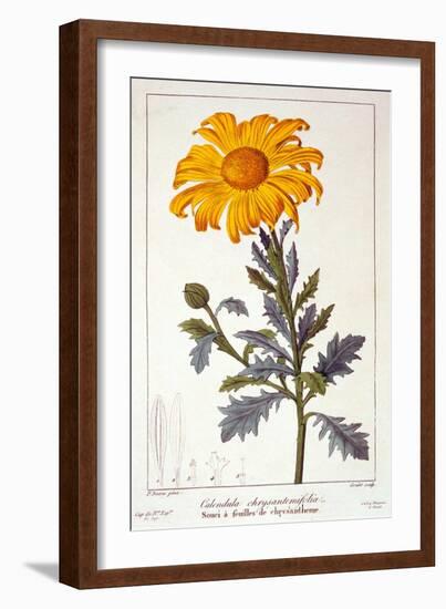 Calenudla Officinalis, or Pot Marigold, 1836-Pancrace Bessa-Framed Giclee Print