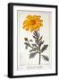 Calenudla Officinalis, or Pot Marigold, 1836-Pancrace Bessa-Framed Giclee Print