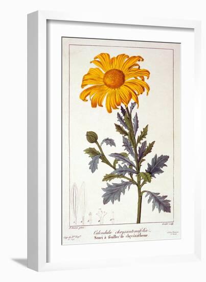 Calenudla Officinalis, or Pot Marigold, 1836-Pancrace Bessa-Framed Giclee Print