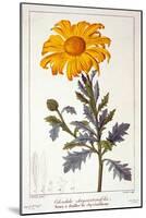 Calenudla Officinalis, or Pot Marigold, 1836-Pancrace Bessa-Mounted Giclee Print