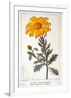 Calenudla Officinalis, or Pot Marigold, 1836-Pancrace Bessa-Framed Giclee Print