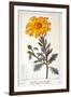 Calenudla Officinalis, or Pot Marigold, 1836-Pancrace Bessa-Framed Giclee Print