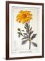 Calenudla Officinalis, or Pot Marigold, 1836-Pancrace Bessa-Framed Giclee Print