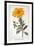 Calenudla Officinalis, or Pot Marigold, 1836-Pancrace Bessa-Framed Giclee Print