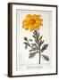 Calenudla Officinalis, or Pot Marigold, 1836-Pancrace Bessa-Framed Giclee Print