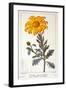 Calenudla Officinalis, or Pot Marigold, 1836-Pancrace Bessa-Framed Giclee Print