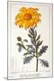 Calenudla Officinalis, or Pot Marigold, 1836-Pancrace Bessa-Mounted Giclee Print