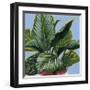 Calethea III-Grace Popp-Framed Art Print