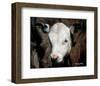 Calf #4-Barry Hart-Framed Giclee Print