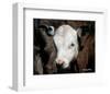 Calf #4-Barry Hart-Framed Giclee Print