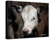 Calf #4-Barry Hart-Stretched Canvas