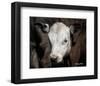 Calf #4-Barry Hart-Framed Art Print