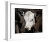 Calf #4-Barry Hart-Framed Art Print