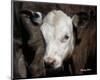 Calf #4-Barry Hart-Mounted Art Print