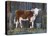 Calf and Bucket-Alex Williams-Stretched Canvas