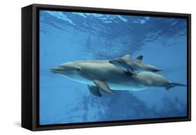 Calf Dolphin-Augusto Leandro Stanzani-Framed Stretched Canvas