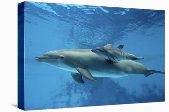 Calf Dolphin-Augusto Leandro Stanzani-Stretched Canvas