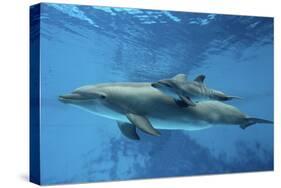 Calf Dolphin-Augusto Leandro Stanzani-Stretched Canvas