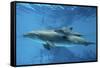 Calf Dolphin-Augusto Leandro Stanzani-Framed Stretched Canvas