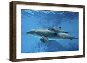 Calf Dolphin-Augusto Leandro Stanzani-Framed Photographic Print