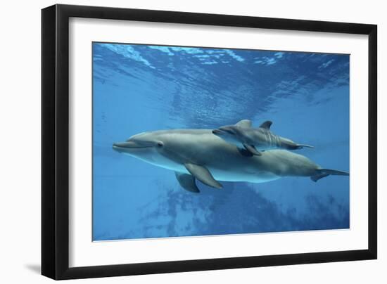 Calf Dolphin-Augusto Leandro Stanzani-Framed Photographic Print