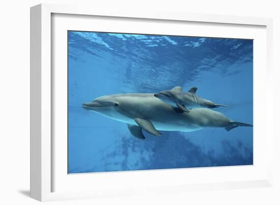 Calf Dolphin-Augusto Leandro Stanzani-Framed Photographic Print