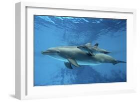 Calf Dolphin-Augusto Leandro Stanzani-Framed Photographic Print