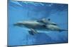 Calf Dolphin-Augusto Leandro Stanzani-Mounted Photographic Print