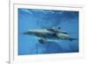 Calf Dolphin-Augusto Leandro Stanzani-Framed Photographic Print