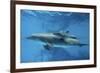 Calf Dolphin-Augusto Leandro Stanzani-Framed Photographic Print