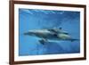 Calf Dolphin-Augusto Leandro Stanzani-Framed Photographic Print