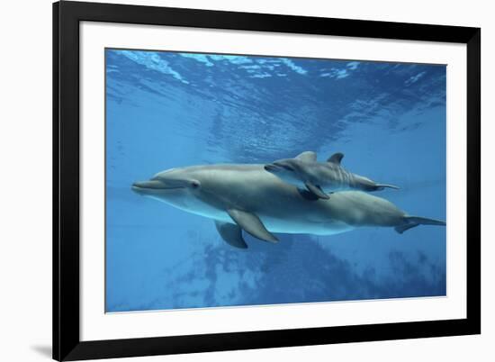 Calf Dolphin-Augusto Leandro Stanzani-Framed Photographic Print