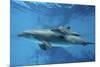 Calf Dolphin-Augusto Leandro Stanzani-Mounted Photographic Print