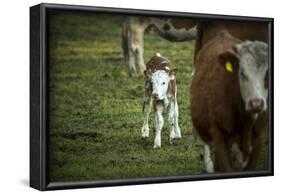 Calf, new-born, free range, suckler cow husbandry-Christine Meder stage-art.de-Framed Photographic Print