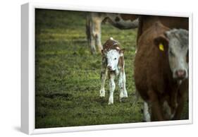 Calf, new-born, free range, suckler cow husbandry-Christine Meder stage-art.de-Framed Photographic Print