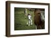 Calf, new-born, free range, suckler cow husbandry-Christine Meder stage-art.de-Framed Photographic Print