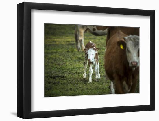 Calf, new-born, free range, suckler cow husbandry-Christine Meder stage-art.de-Framed Photographic Print